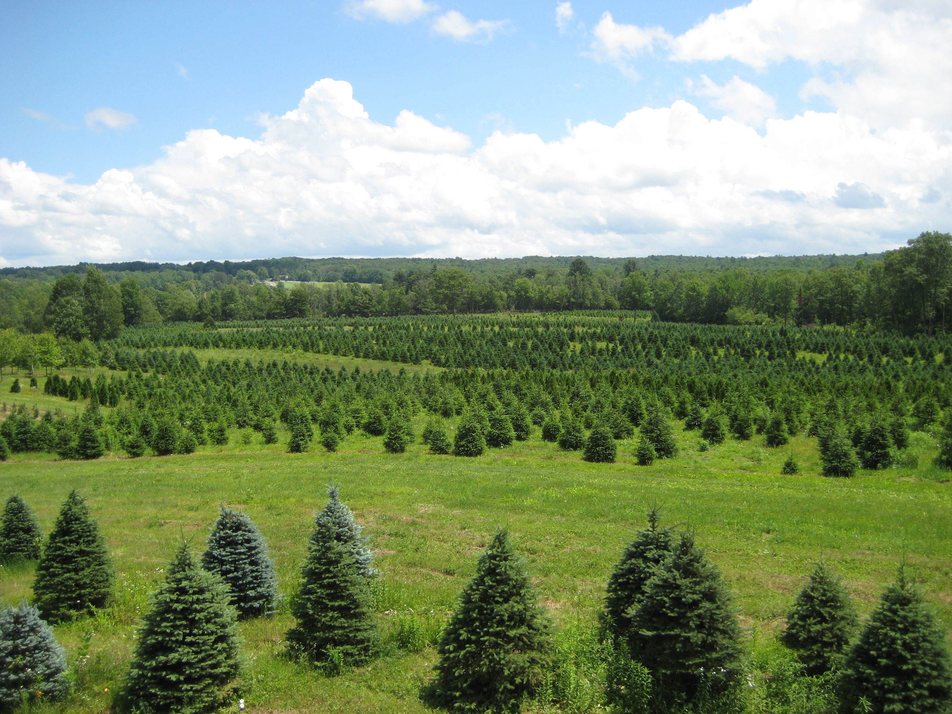 trees-for-days-mybusiness-tree